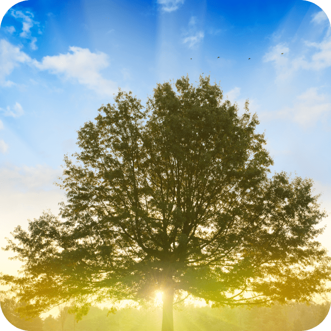 sunshine over a tree
