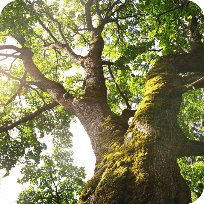 An old moss tree close up, forest in the background. Summer sunset. Latvia