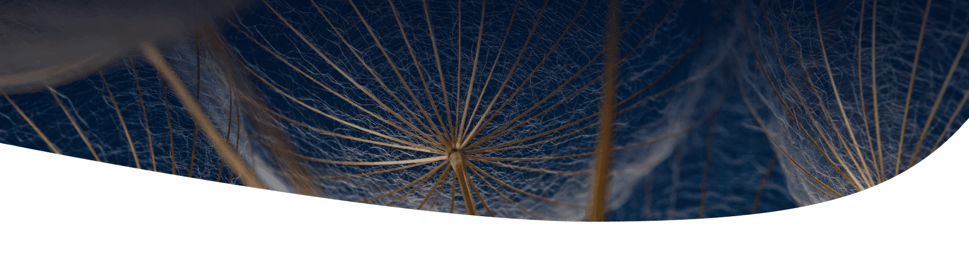 Dandilion poppies against a blue background
